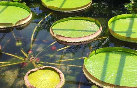 王莲能坐人是真的吗 王莲真的可以坐人吗