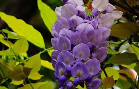 紫藤花什么时候开花（紫藤的养殖方法和注意事项）