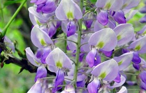 紫藤花什么时候开花