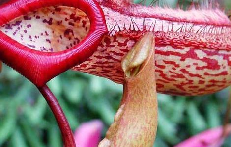 猪笼草为什么会吃虫子（猪笼草为什么会吃虫子为什么会补充）