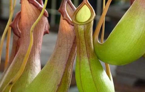 猪笼草有毒吗（猪笼草有毒吗,可以放在室内吗）