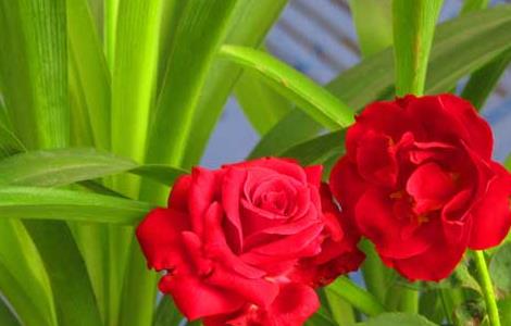 吊兰能放在卧室吗 除甲醛排名第一的植物