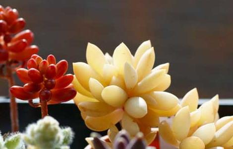 多肉植物可以放卧室吗(多肉植物可以放卧室吗有毒吗)