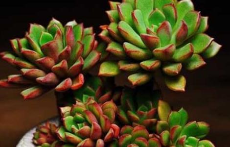 多肉植物能晒太阳吗 家里千万不能养多肉