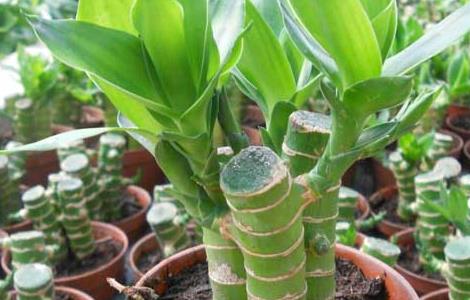 富贵竹怎么养容易长根（富贵竹怎样养才能长根）