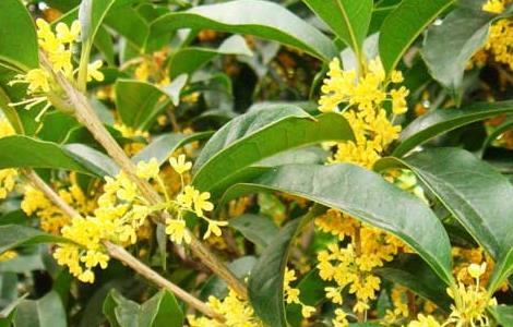 桂花怎么养才长得好 桂花树怎么养才长得好