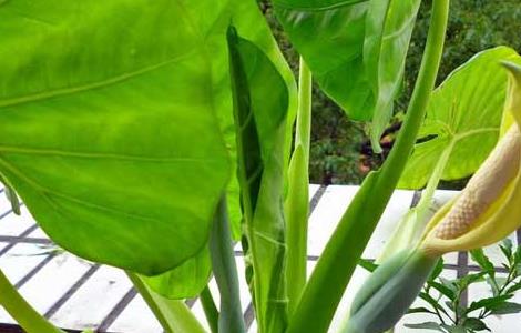 滴水观音多久浇一次水(滴水观音多长时间浇一次水)