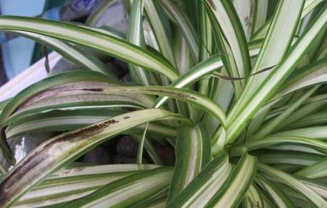 吊兰的风水作用