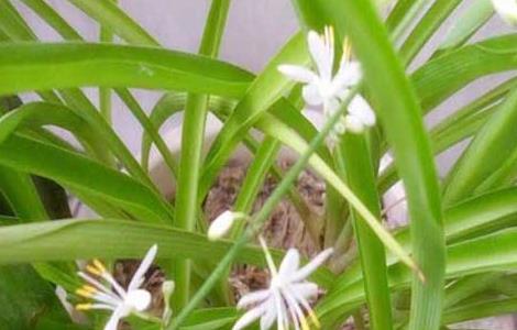 吊兰什么时候开花(吊兰开什么颜色的花)