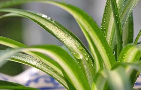 吊兰怎么修剪才好 吊兰怎么修剪才好养