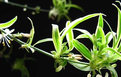 吊兰种子怎么种植(吊兰幼苗怎么种)