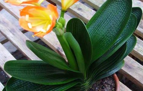 短叶君子兰的养殖方法及注意事项(窄叶君子兰怎么养)