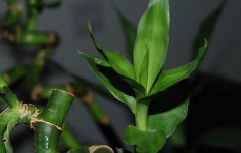 富贵竹几天换一次水（富贵竹几天换一次水最佳）