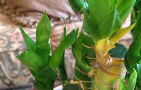 富贵竹的摆放风水及禁忌 富贵竹养几根才最好