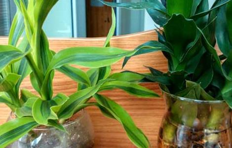 富贵竹的摆放风水及禁忌