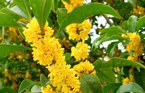 桂花的养殖方法和注意事项（盆栽桂花的养殖方法和注意事项）