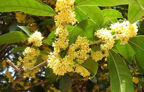 桂花的养殖方法和注意事项