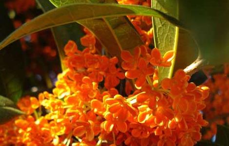 桂花树叶子干枯怎么办 桂花树叶尖干枯怎样治