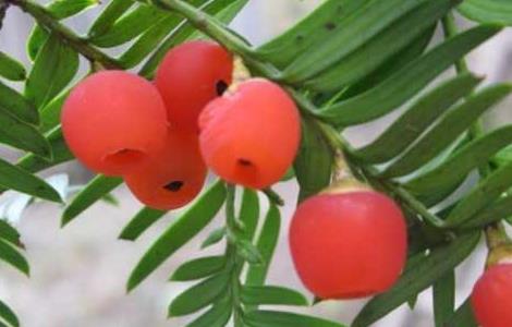 红豆杉有种子吗 红豆杉有种子吗图片
