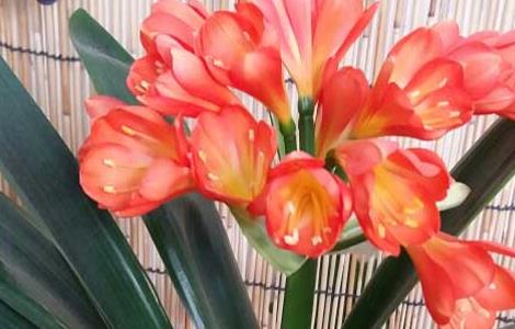 君子兰开花有什么兆头(君子兰开花有什么兆头寓意风水)