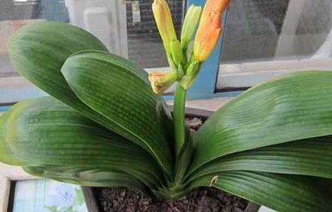 君子兰什么时候开花 君子兰怎么养才能开花