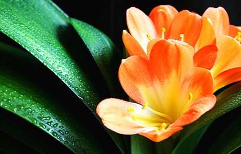 君子兰用什么叶面肥（君子兰长叶用什么肥）