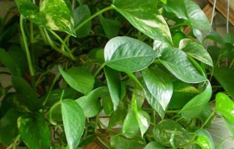 绿萝怎么养长得快 绿萝怎么养长得快茂密