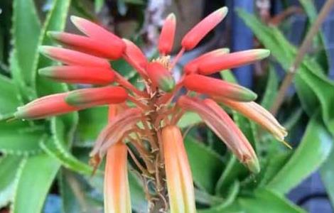 芦荟开花是好兆头吗（芦荟开花是好兆头吗?）