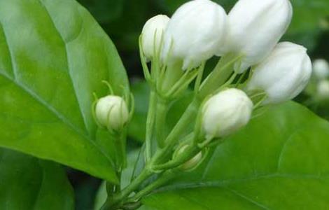 茉莉花一年开几次花 茉莉花怎么养才长得好