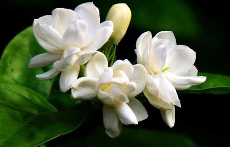 茉莉花适合放在室内吗 茉莉花适合放在室内吗