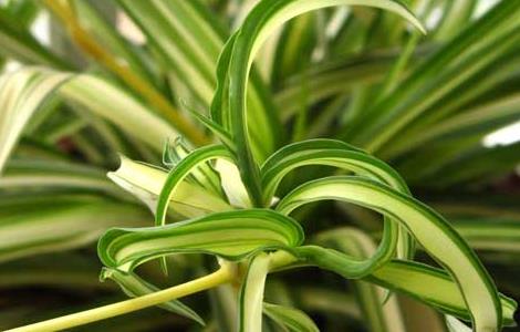 哪种吊兰除甲醛最好(哪种吊兰除甲醛最好的)