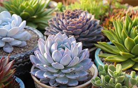 多肉植物怎么养