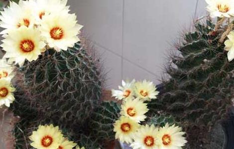 仙人球开花是什么兆头 仙人球的花语与寓意