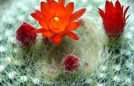 仙人球什么时候开花 玉翁仙人球什么时候开花