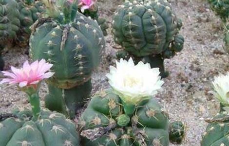 仙人球什么时候开花