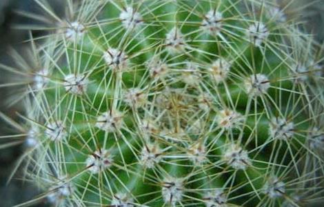 仙人球怎么养长得快 仙人球怎么养长得快又好看