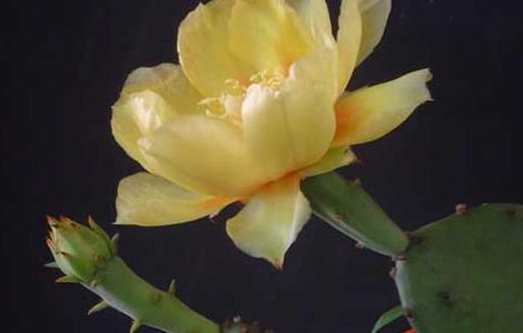 仙人掌什么时候开花 仙人掌几年开一次花