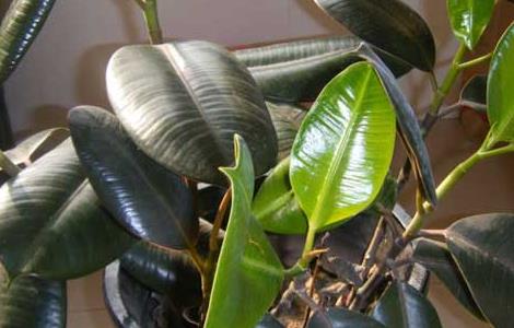 橡皮树叶子下垂怎么办 橡皮树叶子下垂怎么办呢