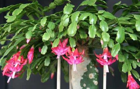 蟹爪兰一年开几次花 蟹爪兰的养殖方法和注意事项