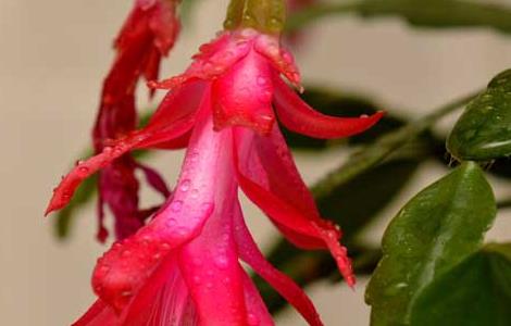 蟹爪兰叶子发软怎么办（蟹爪兰叶子发软怎么办视频）