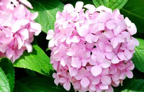 绣球花的养殖方法和注意事项（绣球花的养殖方法和注意事项冬季）