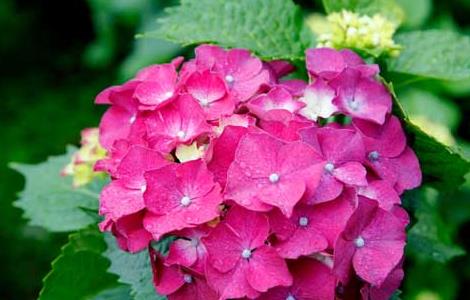 绣球花什么时候开花 绣球花什么季节开花