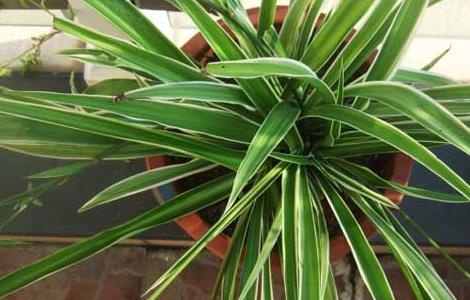 银边吊兰的养殖方法和注意事项 银边吊兰的养殖方法和注意事项有哪些