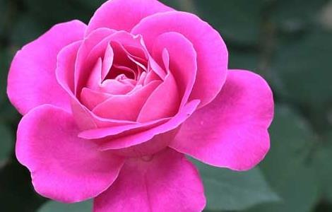 月季花叶子发黄怎么办 月季黄叶子什么原因