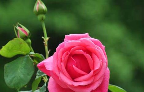 月季花扦插的最佳时间 月季花扦插的最佳时间现在可以插吗?