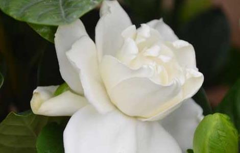 栀子花种子怎么种植（栀子花种子种植方法）