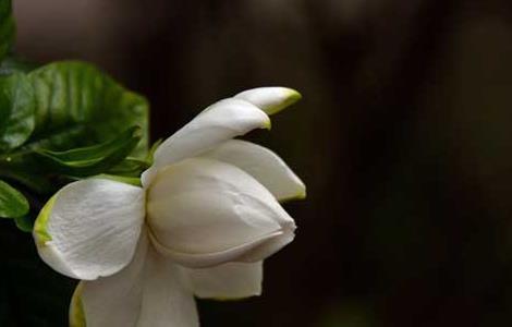 栀子花叶子蔫了怎么办 栀子花换盆后叶子蔫了怎么办