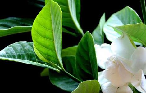 栀子花不开花怎么办 栀子花不开花怎么办?