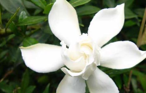 栀子花真的可以吃吗（栀子花真的可以吃吗百度百科）