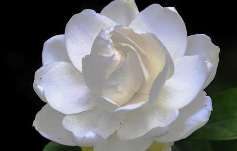 孕妇可以闻栀子花吗 孕早期可以闻栀子花吗